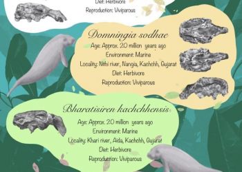 Ancient India had four species of dugongs, the highest anywhere in the world