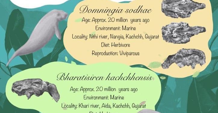 Ancient India had four species of dugongs, the highest anywhere in the world