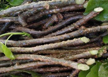 IISER Bhopal Researchers Sequence Genome of Giloy, a Medicinal Herb used widely in India