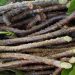 IISER Bhopal Researchers Sequence Genome of Giloy, a Medicinal Herb used widely in India