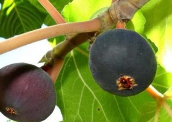 Researchers endorse ‘Wild Himalayan Fig’ aka ‘Bedu’ as a natural pain reliever