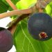 Researchers endorse ‘Wild Himalayan Fig’ aka ‘Bedu’ as a natural pain reliever