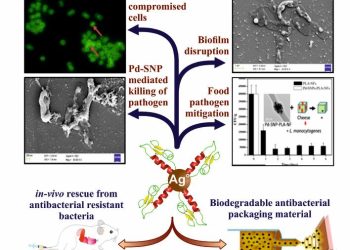 IIT Roorkee researchers develop a novel multi-model nanobiotic platform to combat MDR Bacterial Pathogens