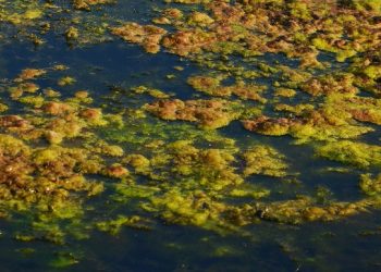 5 Shiv Nadar School Students Develop Bioenzyme against eutrophication in water bodies