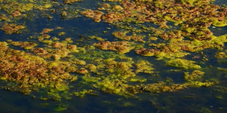 5 Shiv Nadar School Students Develop Bioenzyme against eutrophication in water bodies