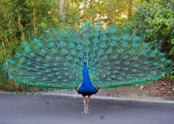 IISER-Bhopal Researchers unravel genetic secrets of Peacock