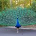 IISER-Bhopal Researchers unravel genetic secrets of Peacock