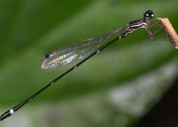MIT-WPU Researchers discover a new damselfly species in Southwestern Ghats of Kerala