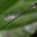 MIT-WPU Researchers discover a new damselfly species in Southwestern Ghats of Kerala