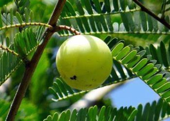 First-ever genome sequencing of Amla (Indian Gooseberry) by IISER-Bhopal scientists reveals adaptive evolution of this plant