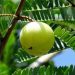 First-ever genome sequencing of Amla (Indian Gooseberry) by IISER-Bhopal scientists reveals adaptive evolution of this plant