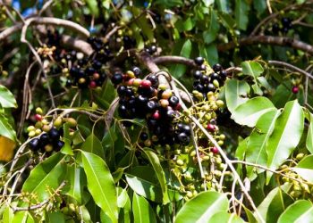 IISER Bhopal Researchers conduct genome-sequencing of Jamun to explain its medicinal value