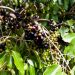 IISER Bhopal Researchers conduct genome-sequencing of Jamun to explain its medicinal value