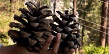 Researcher at Shoolini University turns Himalayan Pinecones into Eco-Friendly, High-Carbon Alternative to Coal for Chemical Manufacturing