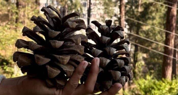 Researcher at Shoolini University turns Himalayan Pinecones into Eco-Friendly, High-Carbon Alternative to Coal for Chemical Manufacturing