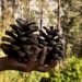 Researcher at Shoolini University turns Himalayan Pinecones into Eco-Friendly, High-Carbon Alternative to Coal for Chemical Manufacturing