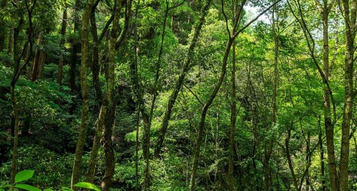 Young Miyawaki Forest Warriors in Schools can be an answer to Delhi’s air pollution battle