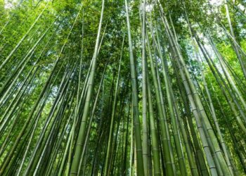 University of Warwick Researchers Publish First Comprehensive Structural Engineering Manual for Bamboo