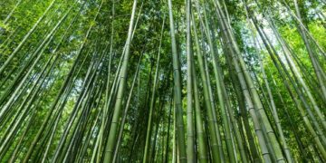 University of Warwick Researchers Publish First Comprehensive Structural Engineering Manual for Bamboo