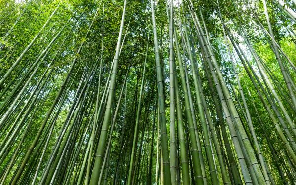 University of Warwick Researchers Publish First Comprehensive Structural Engineering Manual for Bamboo
