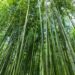University of Warwick Researchers Publish First Comprehensive Structural Engineering Manual for Bamboo