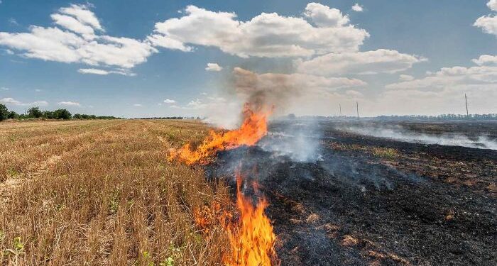 Chitkara University’s Stubble-Burning Solution Underscores the Role of HEIs in Addressing Agricultural Environmental Degradation in North India