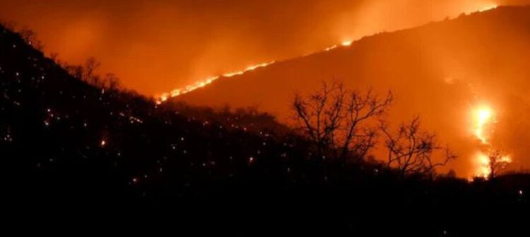Two Decades of Satellite Data Reveals Changing fire regimes in wildlife reserves of southern India